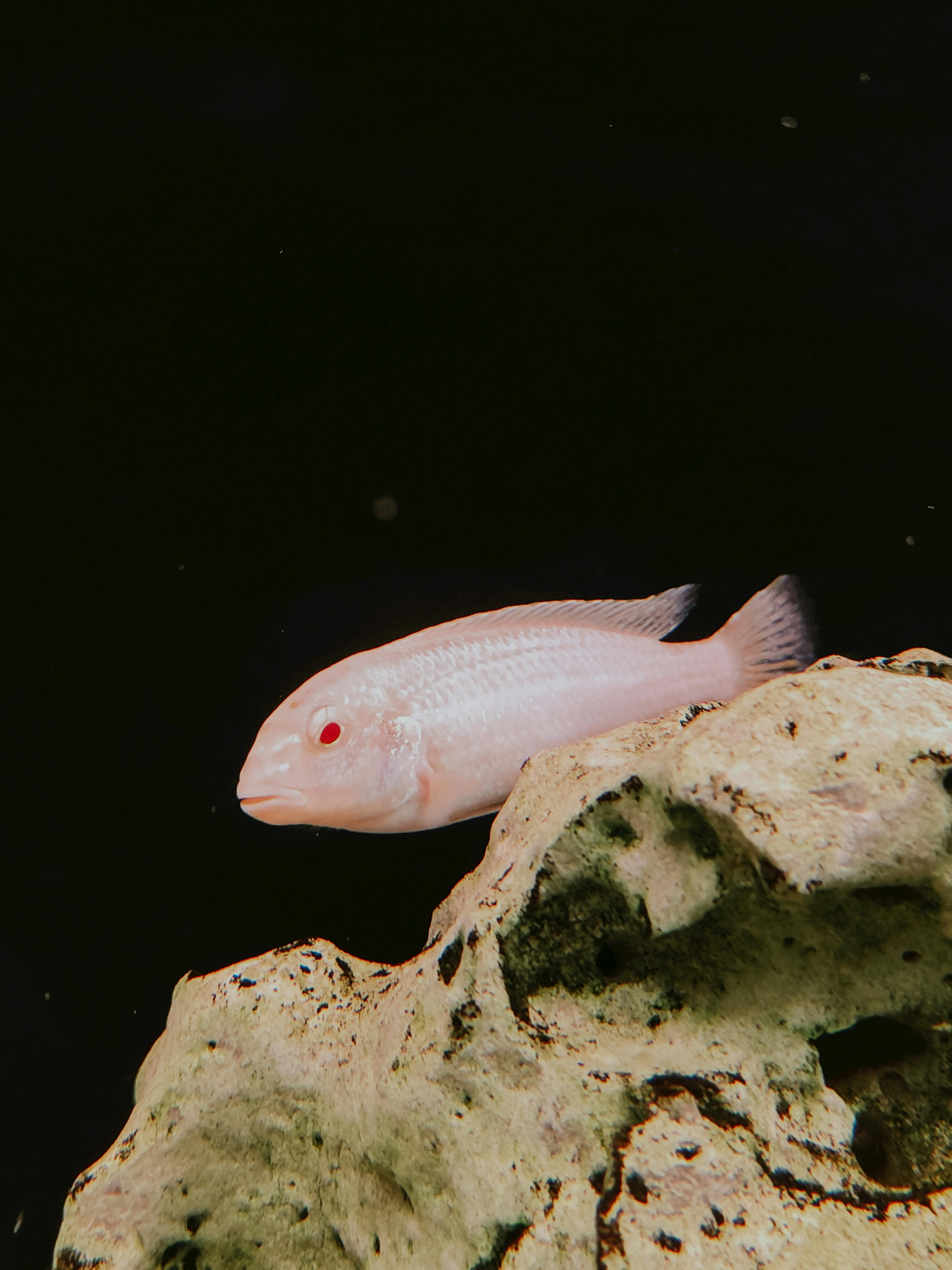 albino cihclid swimming behind rocks
