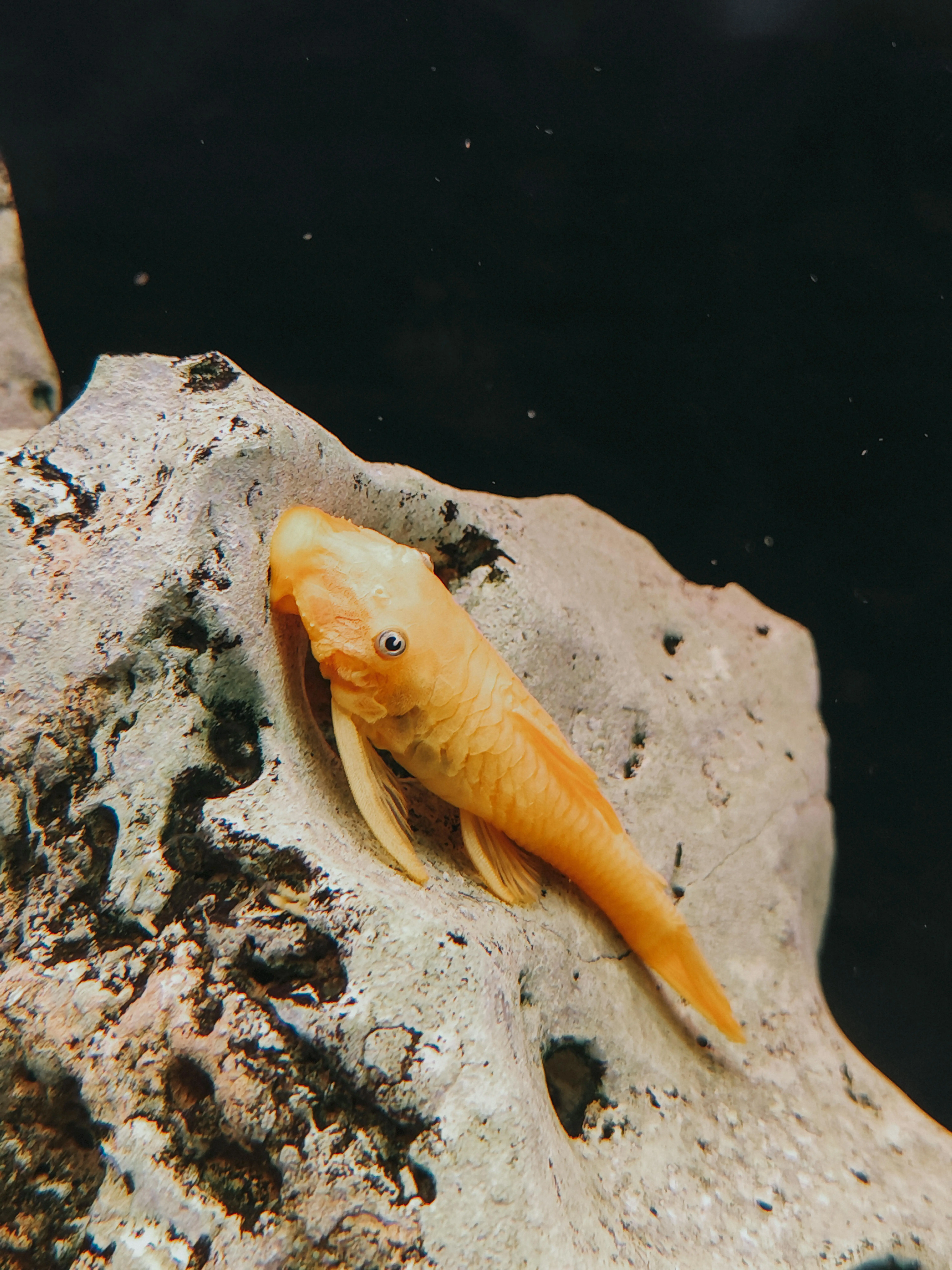 albino pleco stuck to a rock