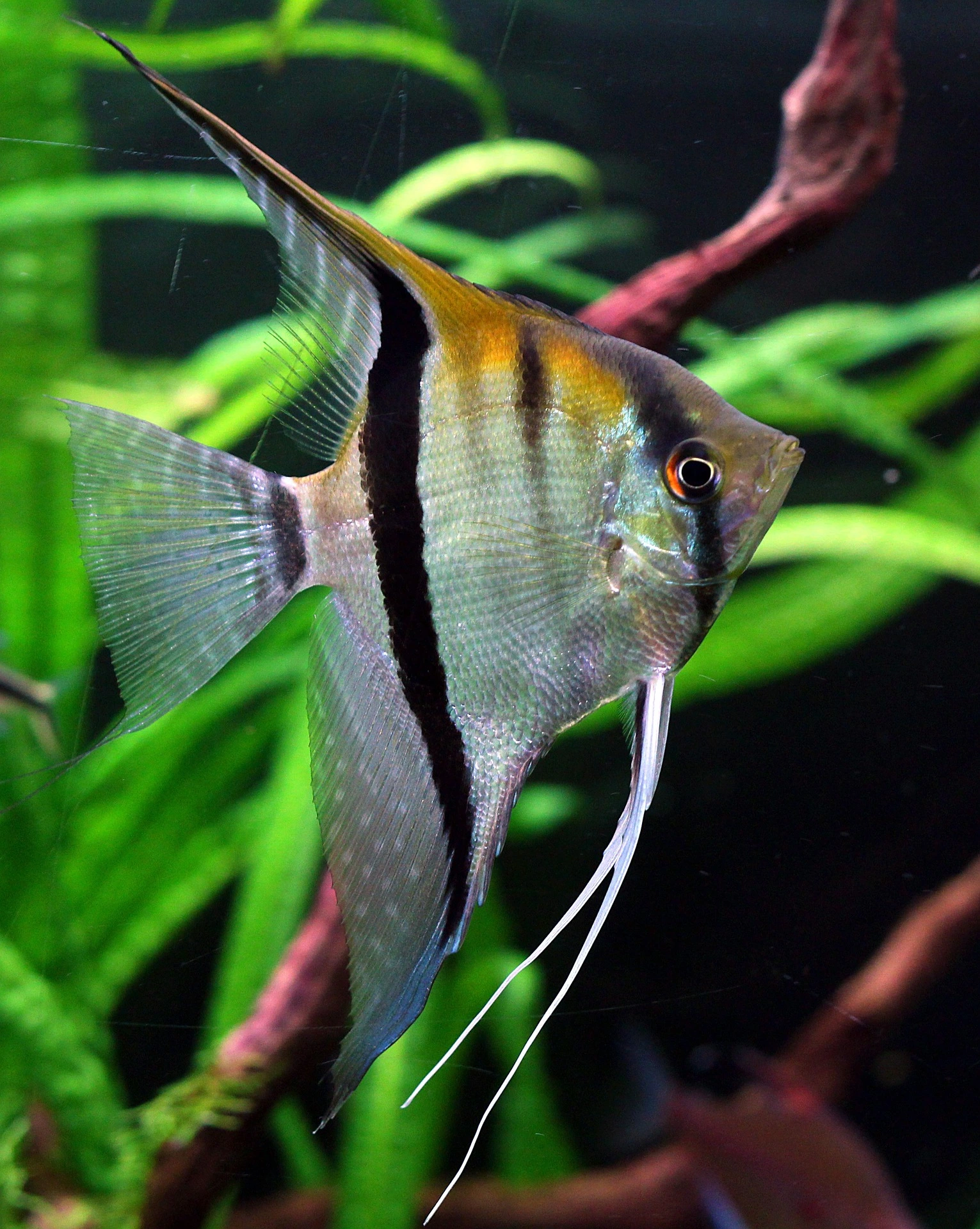 side view of a wild angelfish