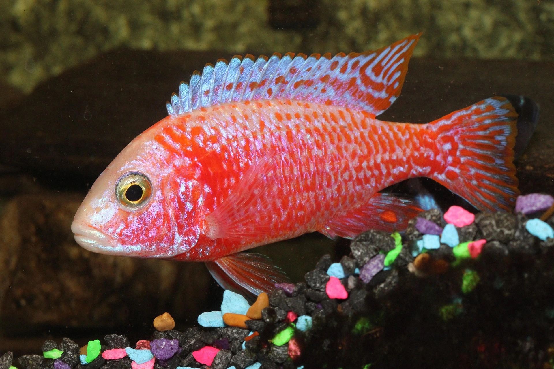 blood red peacock cichlid