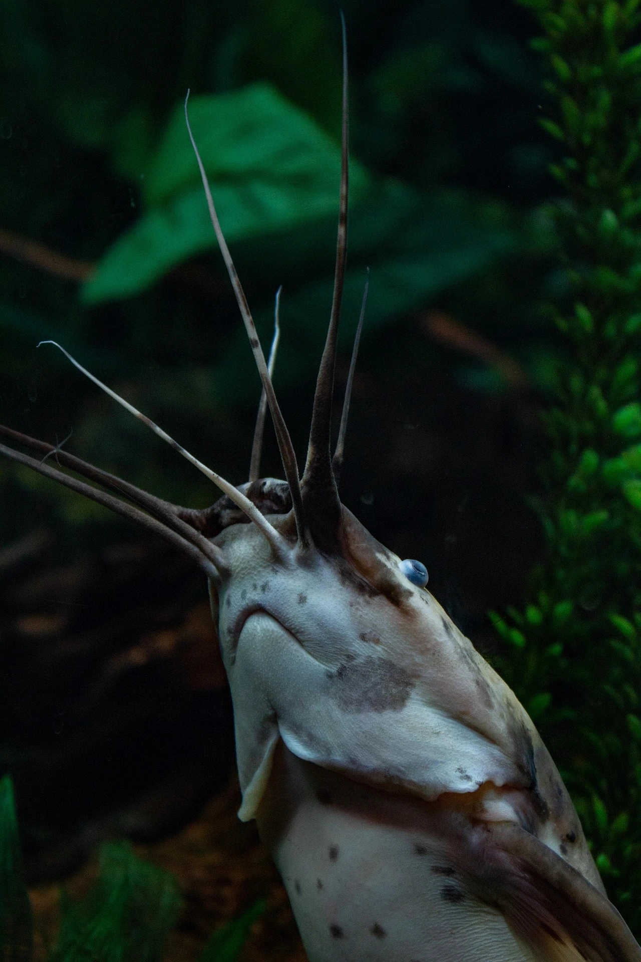 catfish swimming upwards