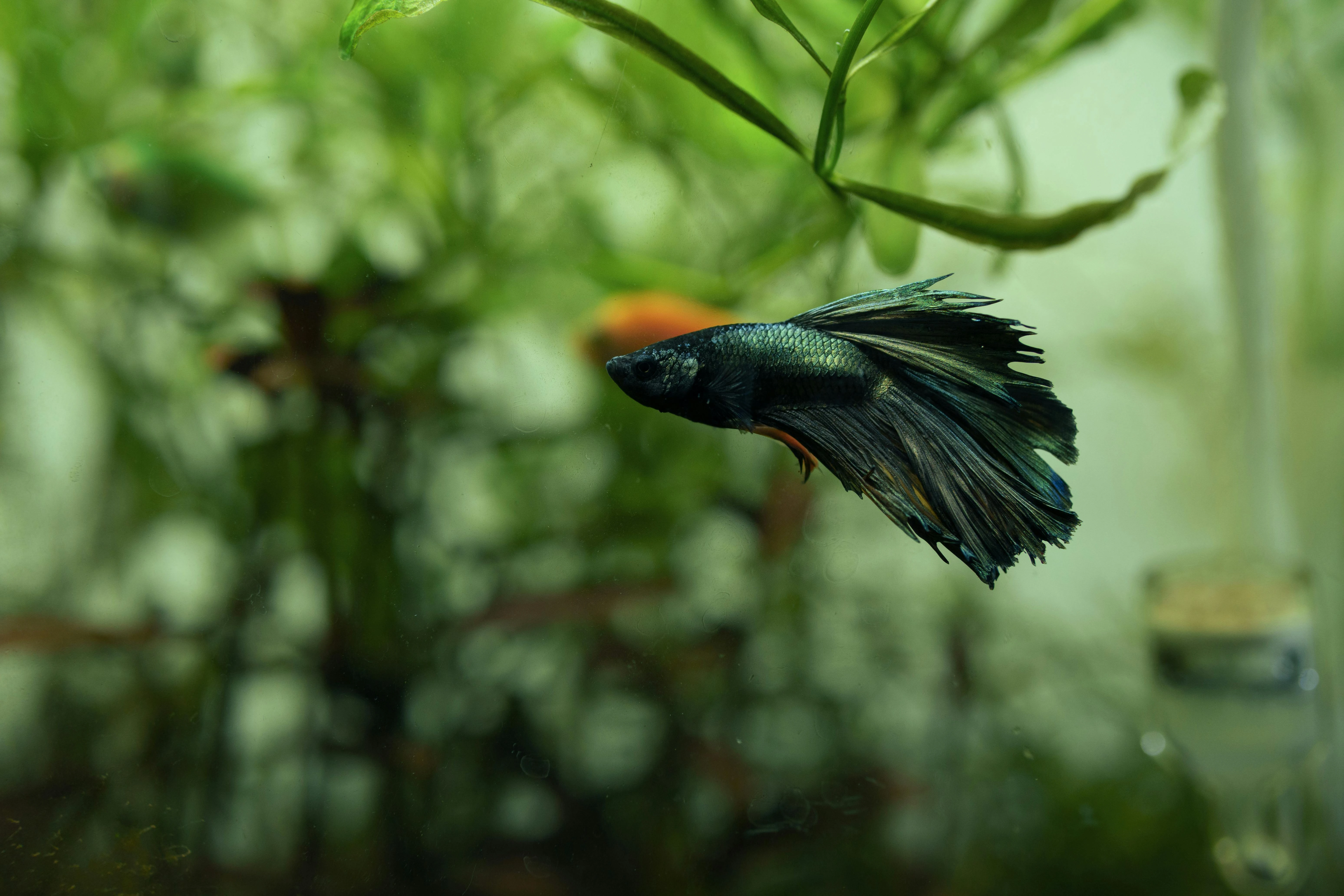 dark green half moon betta