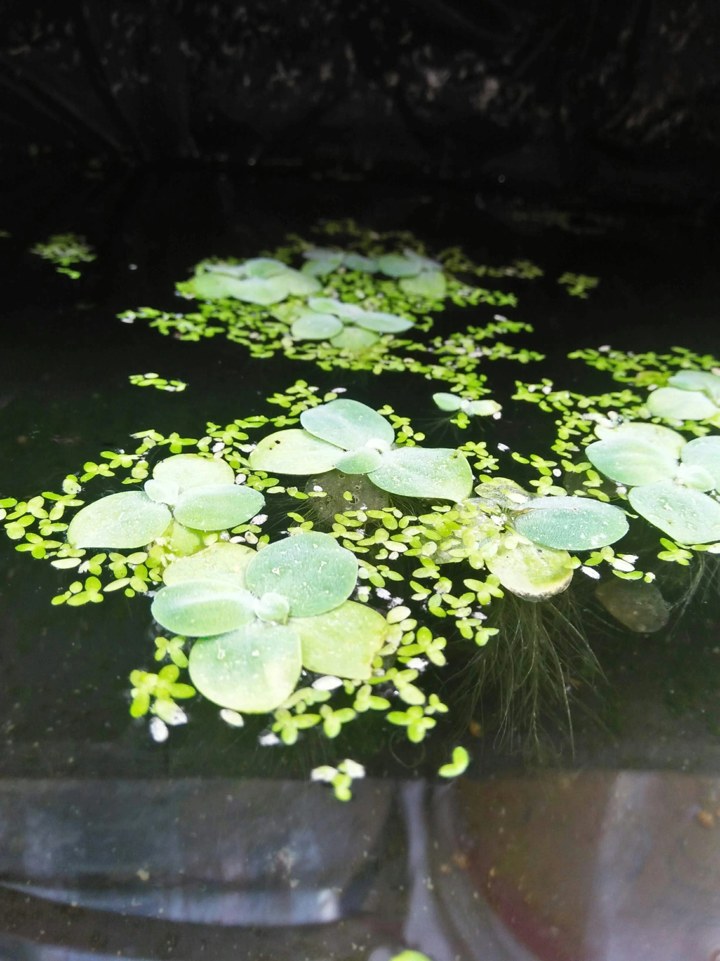 frogbit and duckweed laying ontop of a body pf water