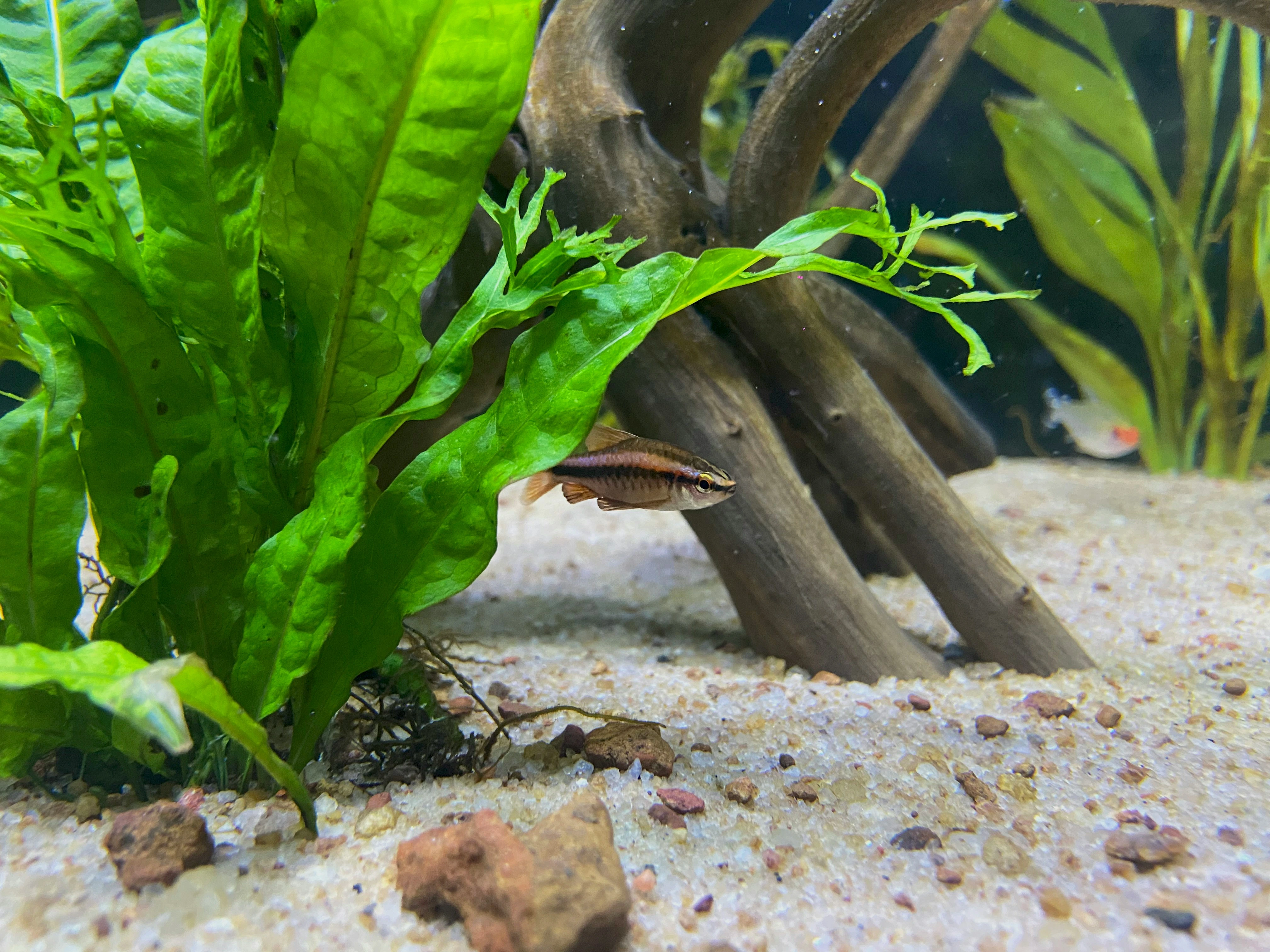 A bundle of java fern with fish swimming by