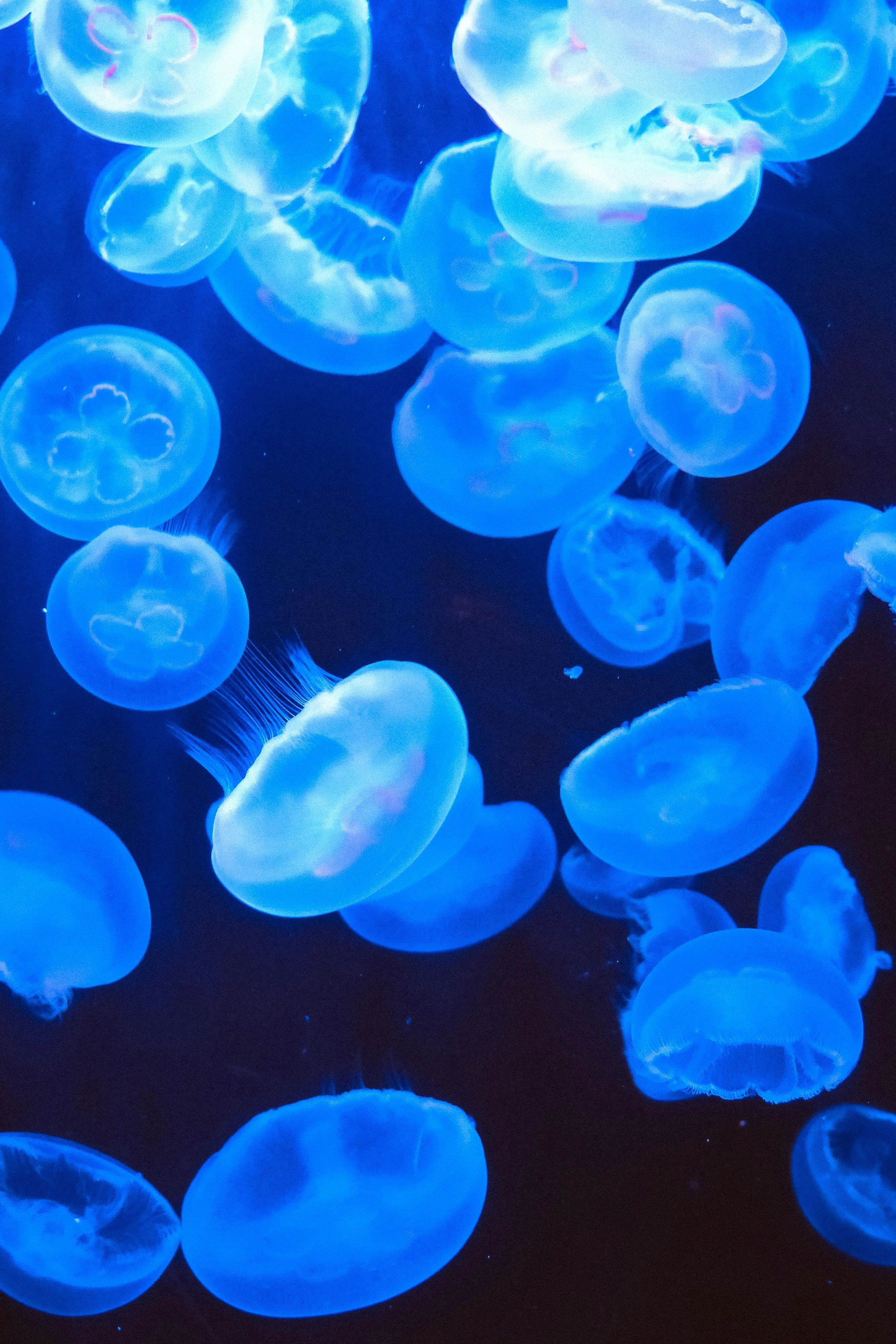 Large photo of a group of jellyfish with blue background