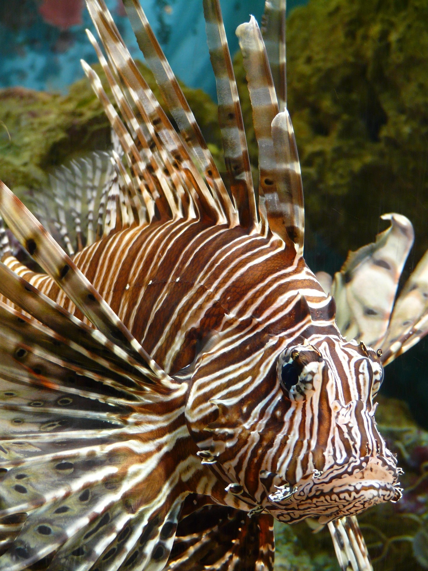 close up photo of a lionfish face
