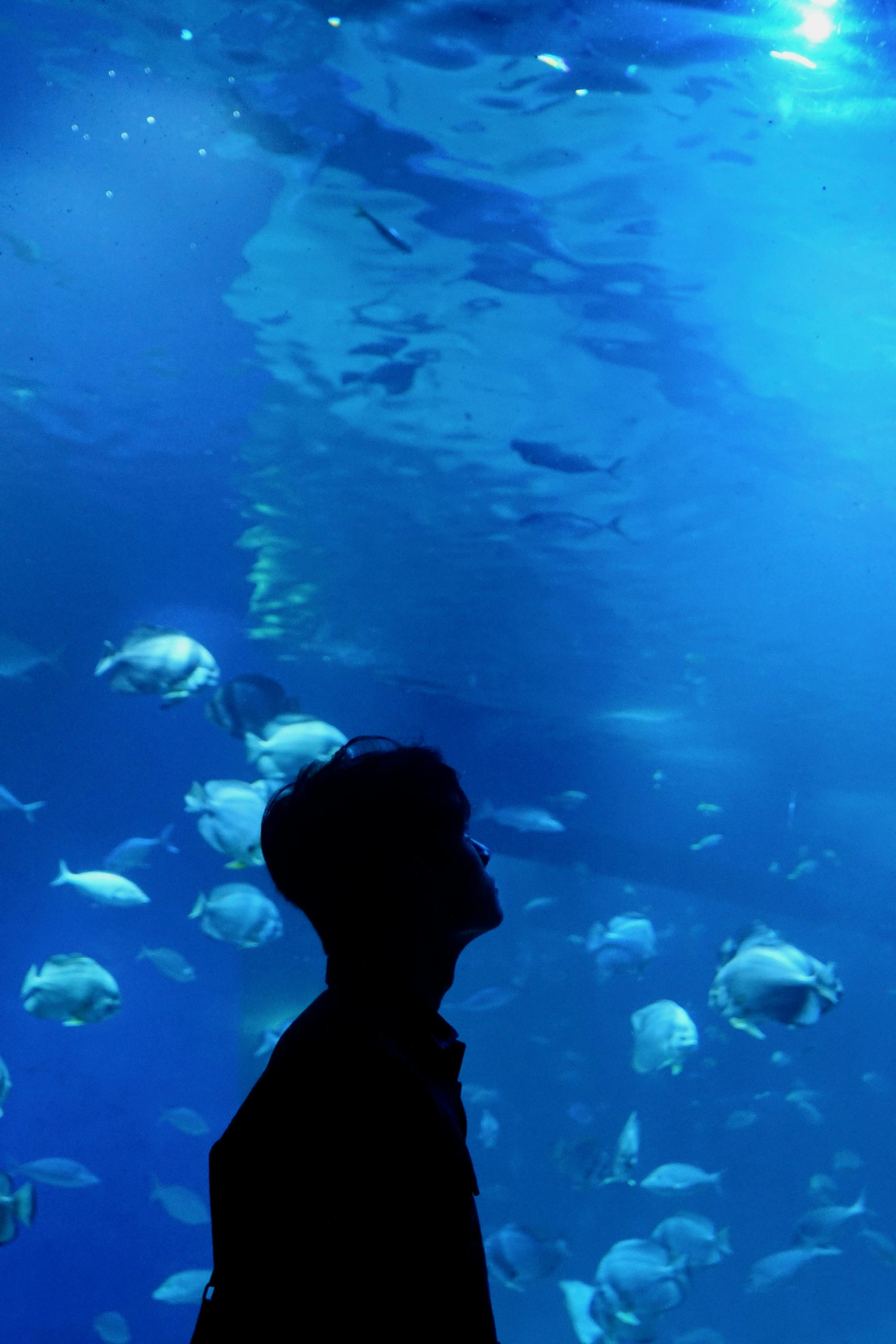 single man standing infront of large aquarium