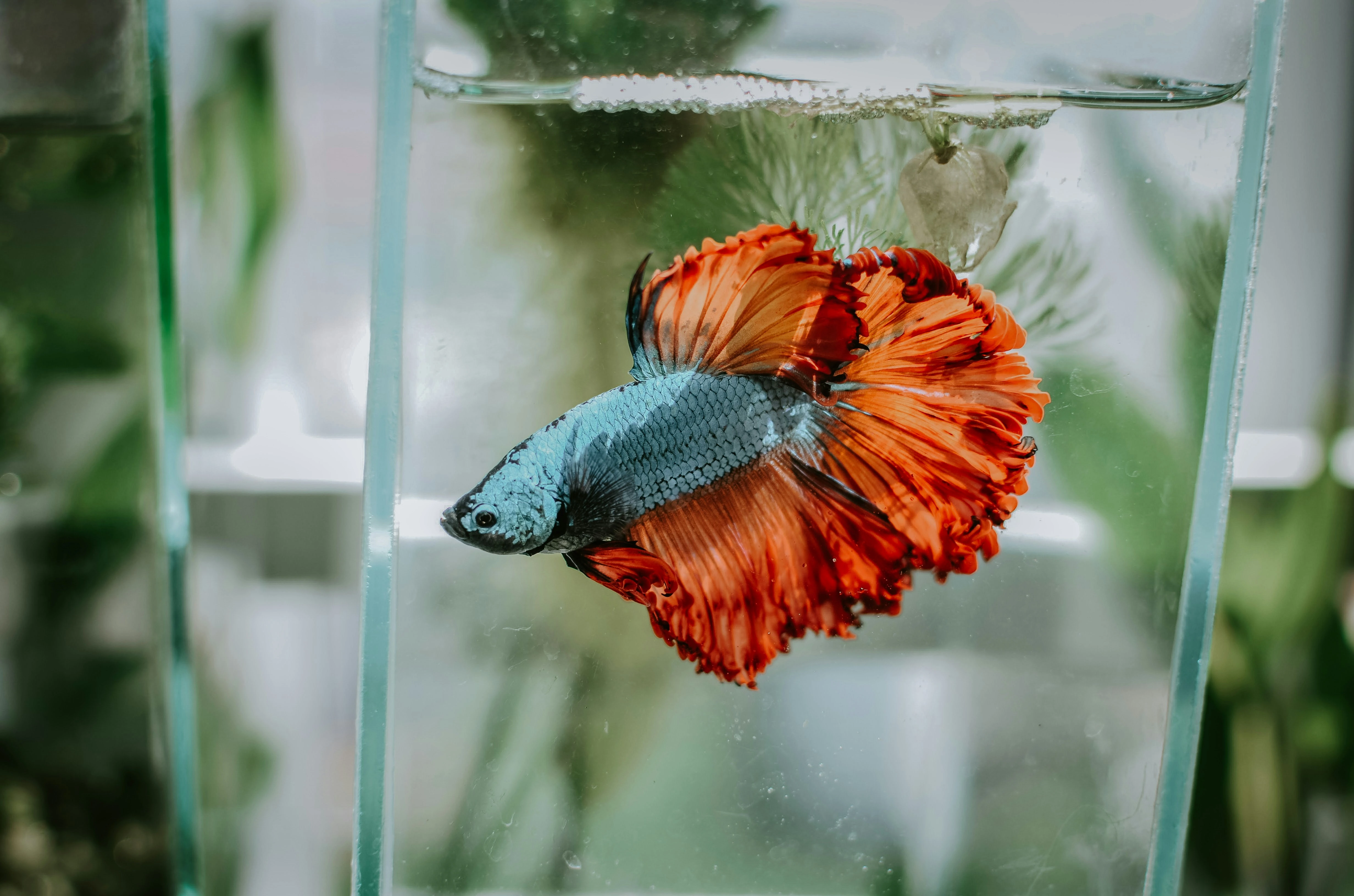 rosetail betta fish that is orange and blue