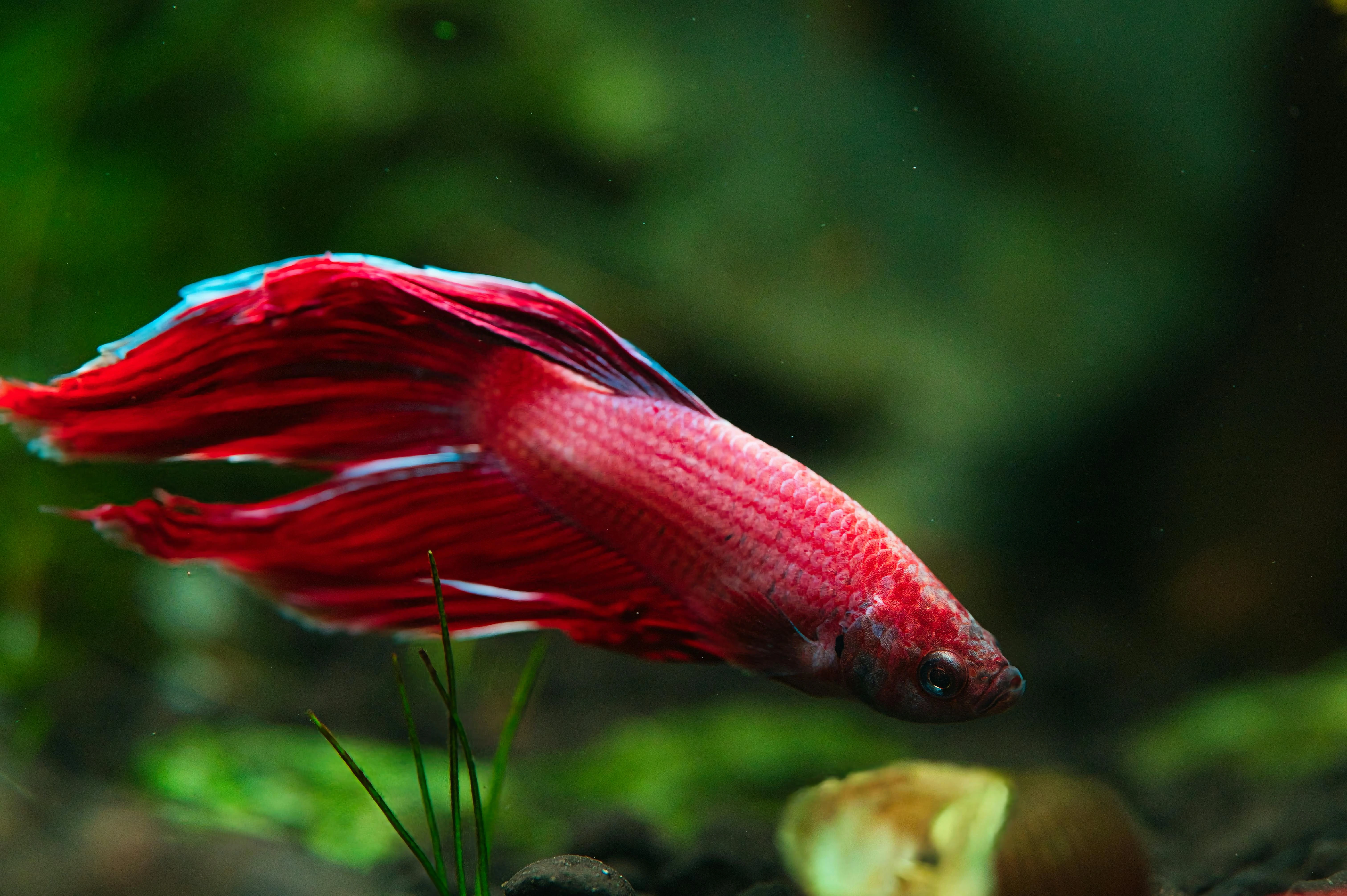 dark red with light blue spots - male betta