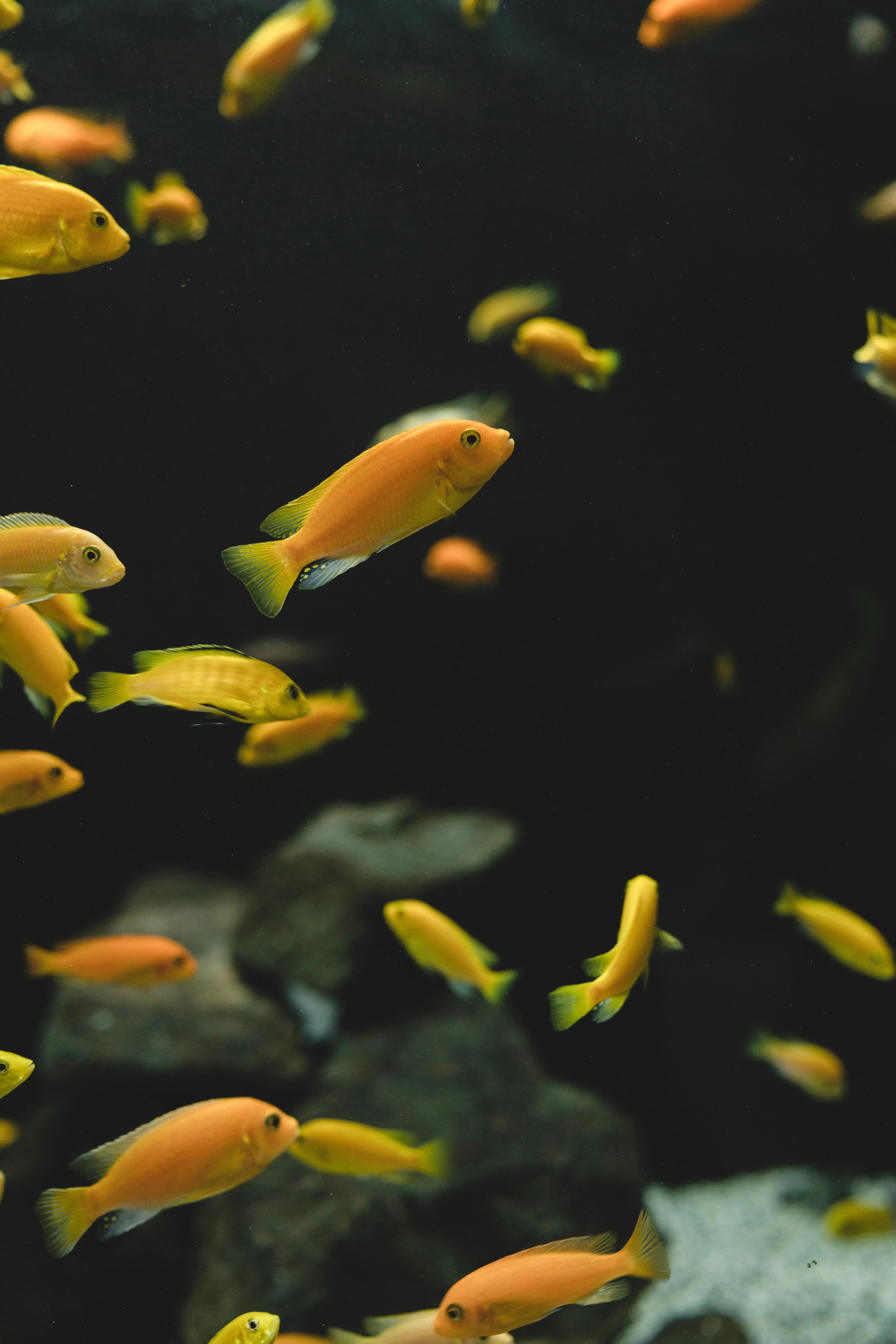 group of yellow coloured cichlids